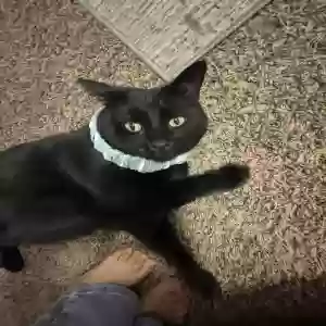 adoptable Cat in Cameron, NC named Coco