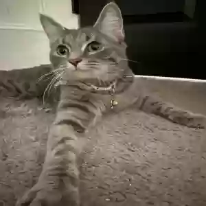 adoptable Cat in Nashville, NC named Fiona