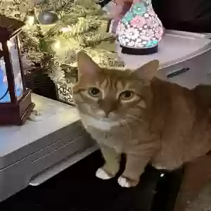 adoptable Cat in Felton, DE named Lexi