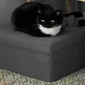 adoptable Cat in Marietta, GA named Bella