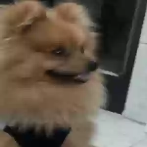 /images/pets/original/2181595_54389_IMG_0573.webp