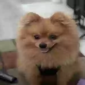 /images/pets/original/2181595_84272_IMG_0575.webp