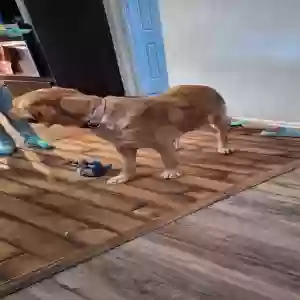adoptable Dog in Stone Mountain, GA named Lula