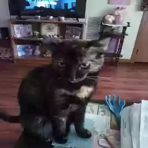 adoptable Cat in Ashville, OH named Stormy & Rayne