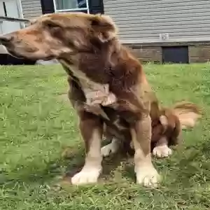 adoptable Dog in Tecumseh, OK named Bosco