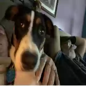 adoptable Dog in Virginia Beach, VA named Lola