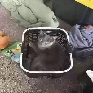 adoptable Cat in Monroe, MI named Sherlock