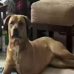 adoptable Dog in Antioch, TN named Clover