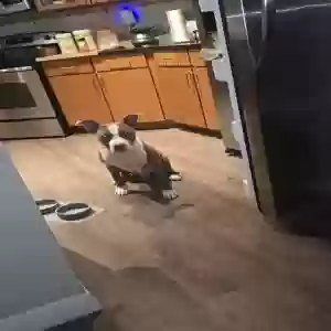 adoptable Dog in Houston, TX named Kodak Black