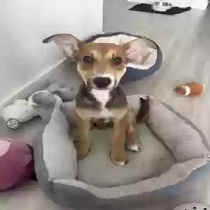 adoptable Dog in Miami, FL named Kush