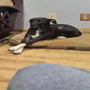 adoptable Dog in Cleveland, GA named Lucille