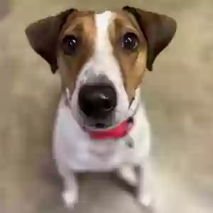 adoptable Dog in Franklin Park, IL named Duncan