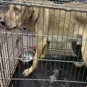 adoptable Dog in Mount Vernon, IL named unkown