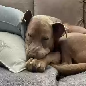 adoptable Dog in Pittsford, NY named Mr Bear