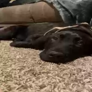 adoptable Dog in Granite City, IL named Buck