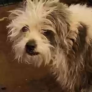 /images/pets/original/2181654_actual_three.webp