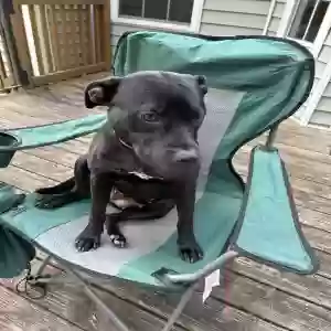 adoptable Dog in Fuquay Varina, NC named Unknown