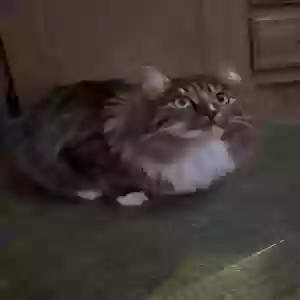 /images/pets/original/2181660_19776_IMG_23044DAC5A52-1.webp