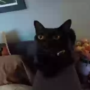 /images/pets/original/2181666_61482_20240624_191745.webp