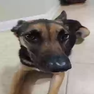 adoptable Dog in Boerne, TX named Lucy