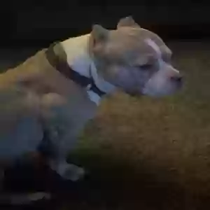 adoptable Dog in Springfield, IL named Ivy