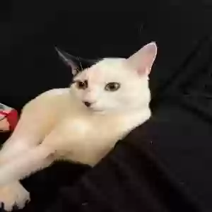 adoptable Cat in Brooklyn, NY named Milo