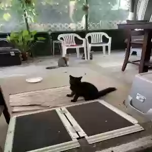 adoptable Cat in Kissimmee, FL named Gus