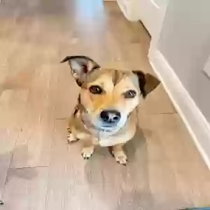 adoptable Dog in Mooresville, NC named Josie
