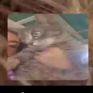 adoptable Cat in Brooklyn, NY named Bobbi