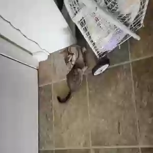 adoptable Cat in Heislerville, NJ named Unknown