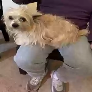 adoptable Dog in Chicago, IL named Harley