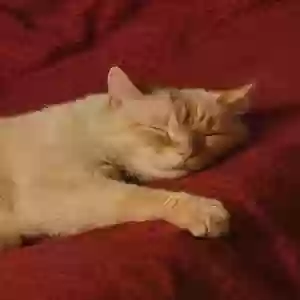 adoptable Cat in Las Vegas, NV named Snowy