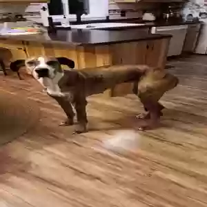 adoptable Dog in Rigby, ID named Remy