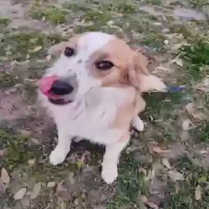 adoptable Dog in Abbott, TX named Zarrah
