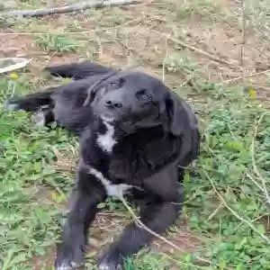 adoptable Dog in London, KY named Puppy and Rocky