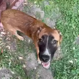 adoptable Dog in San Antonio, TX named Cutie