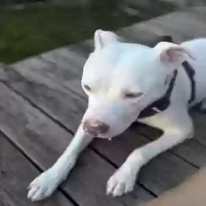 adoptable Dog in Rochester, MI named Casper