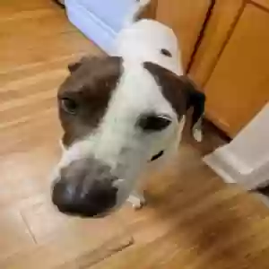 adoptable Dog in Virginia Beach, VA named Atticus