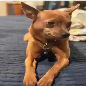 adoptable Dog in Acton, CA named Roxy