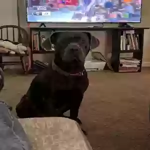 adoptable Dog in Marion, IL named Harley
