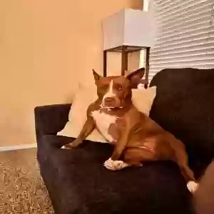 adoptable Dog in Peoria, AZ named Khaleesi