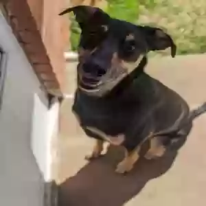 adoptable Dog in Amarillo, TX named Bishop