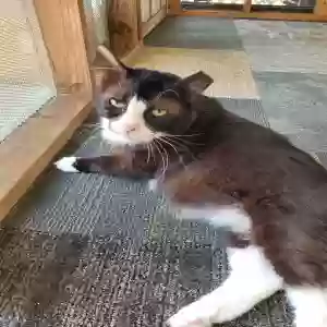 adoptable Cat in Fort Mitchell, AL named Toby Keith