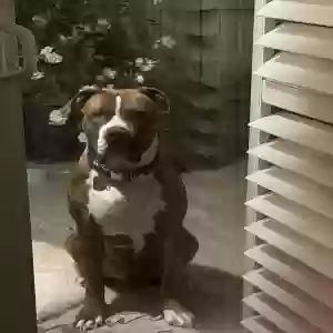 adoptable Dog in Elk Grove, CA named Dexter
