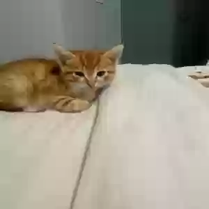 adoptable Cat in Waco, TX named N/A
