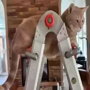 /images/pets/original/2181744_actual_three.webp