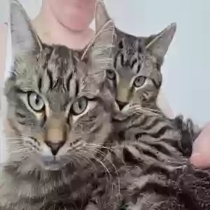 adoptable Cat in Chicago, IL named Lauren and rotty