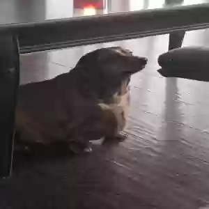 adoptable Dog in Jackson, TN named Oscar