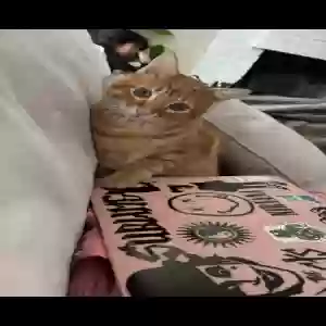 adoptable Cat in Orange, CA named Shayla