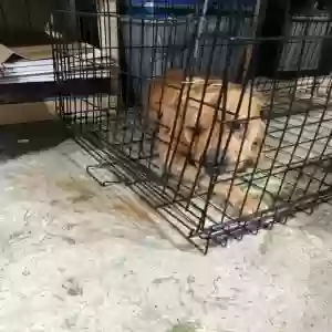 adoptable Dog in Lima, OH named Unknown